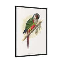 Placa xilográfica coloreada de la cotorra orejiblanca (Pyrrhura leucotis) de Alexander Francis Lydon 