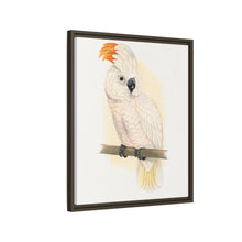 Great Salmon-Crested Cockatoo (CACATUA MOLUCCENSIS) colored wood-engraved plate by Alexander Francis Lydon.