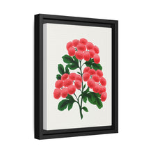 Paul's New Double Flowering Thorn lithograph. Digitally enhanced from our own original 1900 edition plates of Botanical Specimen published by Rochester Lithographing - NOMADEN ART GALLERY