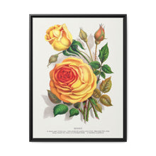 lithograph from Botanical Specimen published by Rochester Lithographing - NOMADEN ART GALLERY