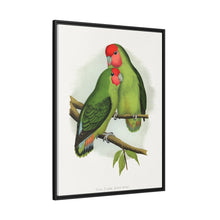 Rosy-Faced Love-Bird (Agapornis roseicollis) colored wood-engraved plate by Alexander Francis Lydon.