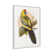 Lydon's Yellow-Rumped Parrakeet | Vintage Bird Wall Art Print