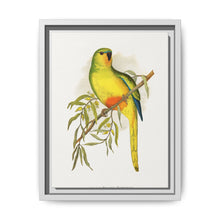Orange-Bellied Parrakeet (Neophema chrysogaster) colored wood-engraved plate by Alexander Francis Lydon. - NOMADEN ART GALLERY