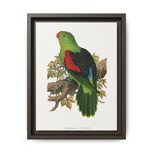 Red-winged parakeet (Aprosmictus erythropterus) colored wood-engraved plate by Alexander Francis Lydon - NOMADEN ART GALLERY