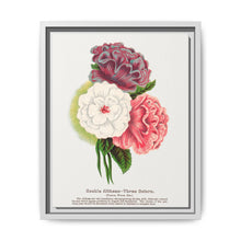 Double Althea in 3 colors lithograph. Digitally enhanced from our own original 1900 edition plates of Botanical Specimen published by Rochester Lithographing - NOMADEN ART GALLERY