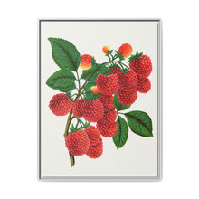 Shaffer's Colossal Raspberry Lithograph (1900) - NOMADEN ART GALLERY