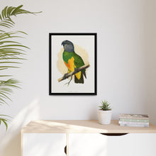 Senegal Parrot (Poicephalus senegalus) colored wood-engraved plate by Alexander Francis Lydon.