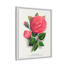 Pink rose, Anna De Diesbach lithograph. Digitally enhanced from our own original 1900 edition plates of Botanical Specimen published by Rochester Lithographing