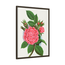 Pink rose, Salet Moss lithograph. Digitally enhanced from our own original 1900 edition plates of Botanical Specimen published by Rochester Lithographing