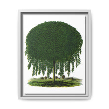 Kilmarnock Weeping Willow tree lithograph. Digitally enhanced from our own original 1900 edition plates of Botanical Specimen published by Rochester Lithographing - NOMADEN ART GALLERY