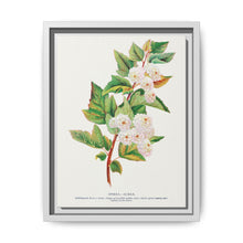 Spirea Aurea flowers lithograph. Digitally enhanced from our own original 1900 edition plates of Botanical Specimen published by Rochester Lithographing - NOMADEN ART GALLERY