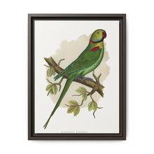 Alexandrine Parakeet (Psittacula eupatria) colored wood-engraved plate by Alexander Francis Lydon. - NOMADEN ART GALLERY