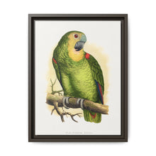 Blue-Fronted Amazon (Amazona aestiva) colored wood-engraved plate by Alexander Francis Lydon - NOMADEN ART GALLERY