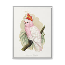 Leadbeater's Cockatoo (Lophochroa leadbeateri) colored wood-engraved plate by Alexander Francis Lydon - NOMADEN ART GALLERY