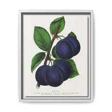 Niagara plum lithograph. Digitally enhanced from our own original 1900 edition plates of Botanical Specimen published by Rochester Lithographing - NOMADEN ART GALLERY
