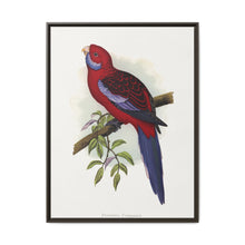 Pennant's Parrakeet (Platycercus elegans) colored wood-engraved plate by Alexander Francis Lydon - NOMADEN ART GALLERY
