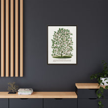 Hardy Magnolia tree lithograph. Digitally enhanced from our own original 1900 edition plates of Botanical Specimen published by Rochester Lithographing