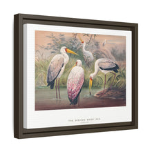 The African Wood Ibis from Zoological sketches (1861-1867) by Joseph Wolf and Philip Lutley Sclater