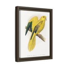 Golden or Queen Bavaria's Parrot (Guaruba guarouba) colored wood-engraved plate by Alexander Francis Lydon.