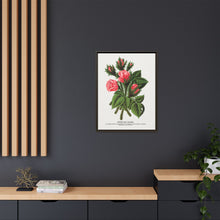 Pink roses, Crested Moss lithograph. Digitally enhanced from our own original 1900 edition plates of Botanical Specimen published by Rochester Lithographing