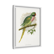 Javan Parrakeet (Psittacula alexandri) colored wood-engraved plate by Alexander Francis Lydon.