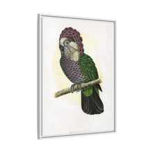 Hawk-Headed Parrot (Deroptyus accipitrinus) colored wood-engraved plate by Alexander Francis Lydon.