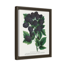 Wachusett Blackberry Lithograph | Vintage Botanical Wall Art