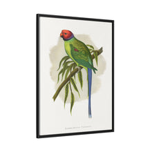 Blossom-Headed Parrakeet (Psittacula roseata) colored wood-engraved plate by Alexander Francis Lydon.