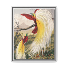 Birds of Paradise: Vintage Natural History Art by Benjamin Fawcett (1808 - 1893) - NOMADEN ART GALLERY