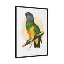 Senegal Parrot (Poicephalus senegalus) colored wood-engraved plate by Alexander Francis Lydon.