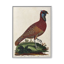 A horned Indian pheasant standing on the grass by J. Pass after J. E. Ihle. - NOMADEN ART GALLERY