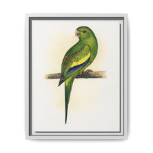 Canary-Winged Conure ( Brotogeris versicolurus) colored wood-engraved plate by Alexander Francis Lydon - NOMADEN ART GALLERY