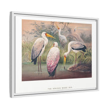 The African Wood Ibis from Zoological sketches (1861-1867) by Joseph Wolf and Philip Lutley Sclater