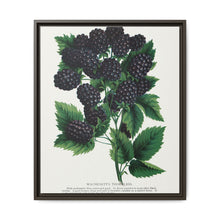 Wachusetts Thornless blackberry lithograph. Digitally enhanced from our own original 1900 edition plates of Botanical Specimen published by Rochester Lithographing - NOMADEN ART GALLERY