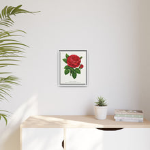 Red rose, General Jacquemont flower lithograph. Digitally enhanced from our own original 1900 edition plates of Botanical Specimen published by Rochester Lithographing