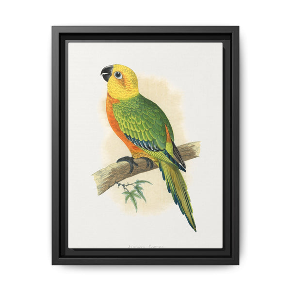 Jendaya Conure (Aratinga jandaya) colored wood-engraved plate by Alexander Francis Lydon. - NOMADEN ART GALLERY