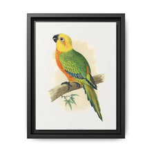 Jendaya Conure (Aratinga jandaya) colored wood-engraved plate by Alexander Francis Lydon. - NOMADEN ART GALLERY