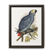 Grey Parrot (Psittacus erithacus) colored wood-engraved plate by Alexander Francis Lydon. - NOMADEN ART GALLERY