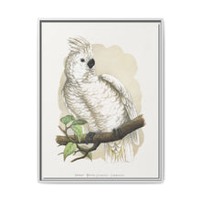 Great White-Crested Cockatoo (Cacatua alba) colored wood-engraved plate by Alexander Francis Lydon - NOMADEN ART GALLERY