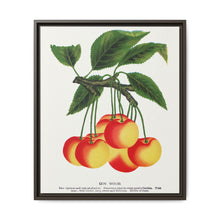 Gov Wood cherry lithograph. Digitally enhanced from our own original 1900 edition plates of Botanical Specimen published by Rochester Lithographing - NOMADEN ART GALLERY