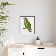 Jamaica Parrot (Amazona collaria) colored wood-engraved plate by Alexander Francis Lydon