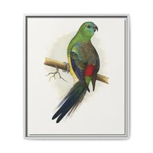 Blood or Red-Rumped Parrakeet (Psephotus haematonotus) colored wood-engraved plate by Alexander Francis Lydon - NOMADEN ART GALLERY