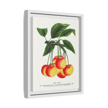 Gov Wood cherry lithograph. Digitally enhanced from our own original 1900 edition plates of Botanical Specimen published by Rochester Lithographing