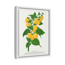 Golden queen raspberry lithograph. Digitally enhanced from our own original 1900 edition plates of Botanical Specimen published by Rochester Lithographing