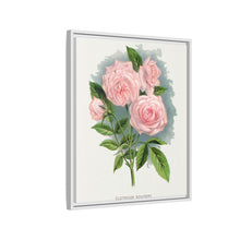 Pink rose, Clothilde Soupert lithograph. Digitally enhanced from our own original 1900 edition plates of Botanical Specimen published by Rochester Lithographing
