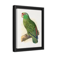 Many-Coloured Parrakeet (Psephotellus varius) colored wood-engraved plate by Alexander Francis Lydon - NOMADEN ART GALLERY