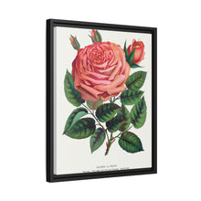 Pink rose, Glorie de Dijon lithograph. Digitally enhanced from our own original 1900 edition plates of Botanical Specimen published by Rochester Lithographing