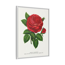 Red rose, General Jacquemont flower lithograph. Digitally enhanced from our own original 1900 edition plates of Botanical Specimen published by Rochester Lithographing