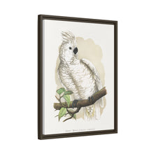 Placa xilográfica coloreada de la cacatúa de cresta blanca (Cacatua alba) de Alexander Francis Lydon