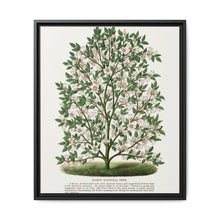 Hardy Magnolia tree lithograph. Digitally enhanced from our own original 1900 edition plates of Botanical Specimen published by Rochester Lithographing - NOMADEN ART GALLERY
